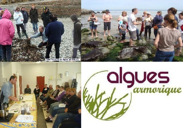 ALGUES ARMORIQUE