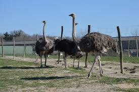 L&rsquo;autruche du Périgord
