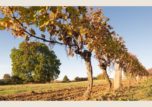 CHÂTEAU LA BIENVEILLANCE
