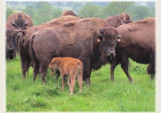 BISONS D&rsquo;AUVERGNE