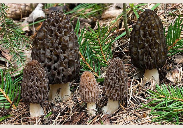 JB Morilles