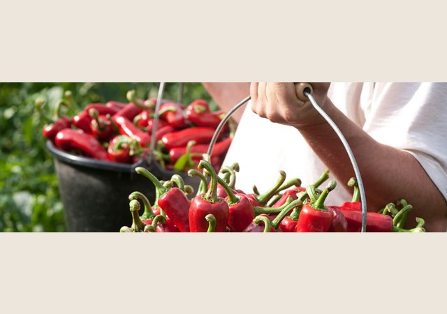 MAISON du piment (La)